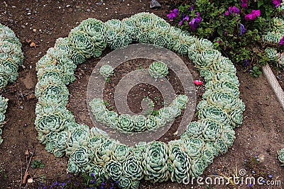 A smiley face made out of succulents planted in a garden in California Stock Photo