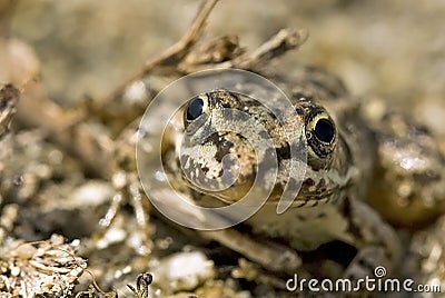 Smiley faced frog Stock Photo