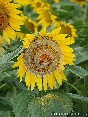 Smiley Sunflower Stock Photo