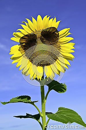 Smiley Sunflower wearing sunglasses Stock Photo