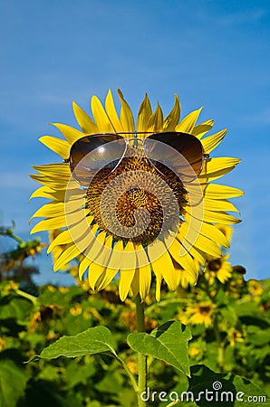 Smiley Sunflower wearing sunglasses Stock Photo