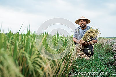 Smiling asian farmer during harvesting paddy rice Stock Photo