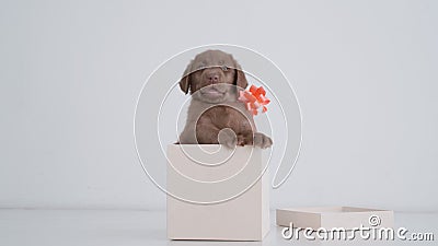 Smiling brown labrador puppy with gift red bow sitting in box on a floor Stock Photo