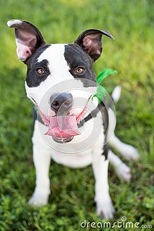 Smiling Brown and white American PitBull terrier Stock Photo