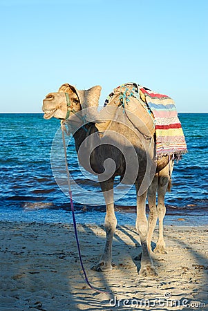 Smiling camel Stock Photo