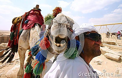 Smiling camel Stock Photo