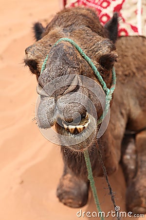 Smiling Camel in desert Stock Photo