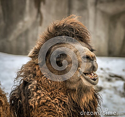 Smiling Camel Face Stock Photo