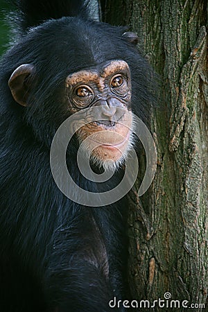 Smiling chimpanzee Stock Photo