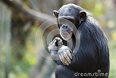 smiling chimpanzee portrait Stock Photo