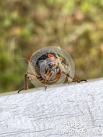 Smiling Cicada Portrait Stock Photo