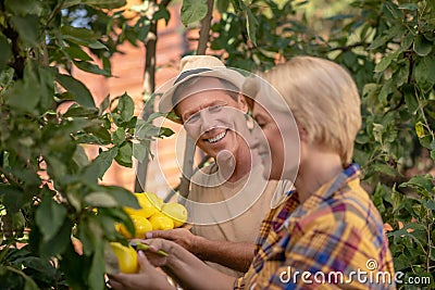 Smiling couple picking lemons in the garden Stock Photo