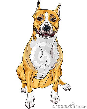 smiling dog American Staffordshire Terrier Vector Illustration