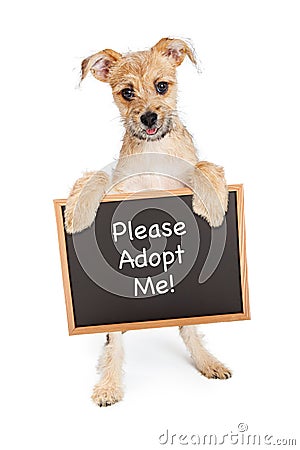 Smiling Dog Holding Adopt Me Sign Stock Photo