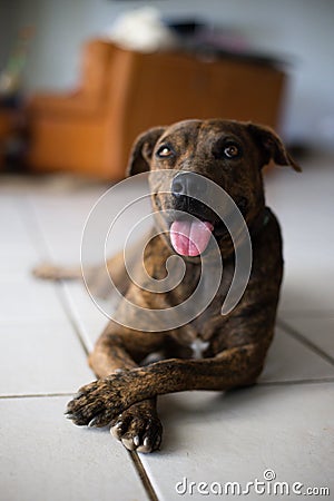 Smiling dog lying on floor in a house. Brindle dog. Stock Photo