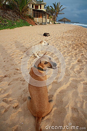 Smiling dogs Stock Photo