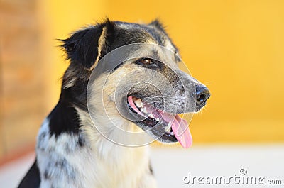 Smiling Dogs Stock Photo