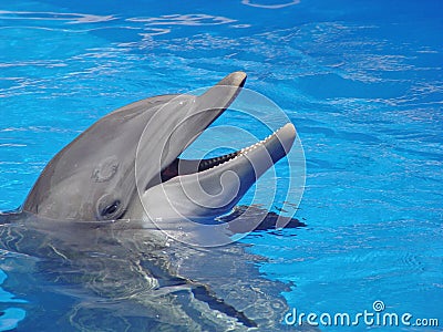 Smiling dolphin Stock Photo