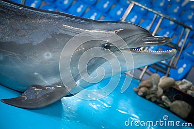 Smiling dolphin in dolphinarium Stock Photo