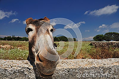 Smiling donkey Stock Photo