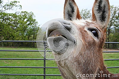 Smiling Donkey Stock Photo