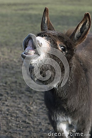 Smiling Donkey Stock Photo