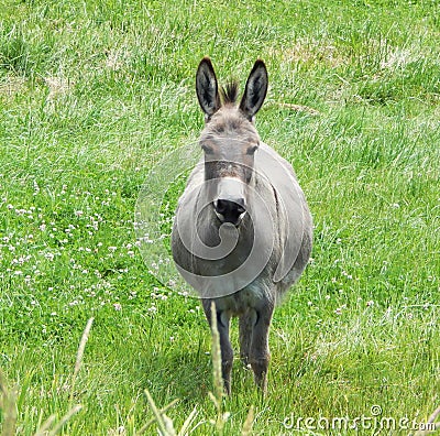 Smiling Donkey Stock Photo