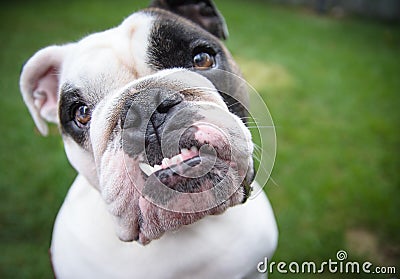 Smiling face of english bulldog Stock Photo