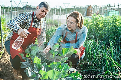 Smiling farmer couple watering a broccoli plantation with a sprinkler in an organic field Stock Photo