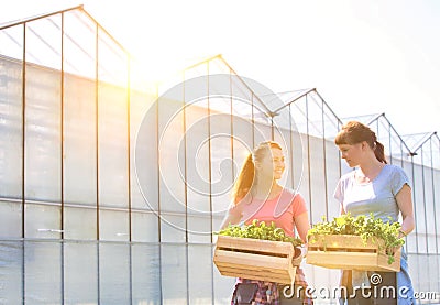 Smiling female botanists carrying plants in wooden crates against greenhouse Stock Photo