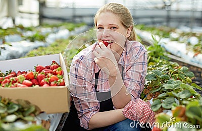 Smiling female gardener in apron holding in hand fresh strawberry Stock Photo