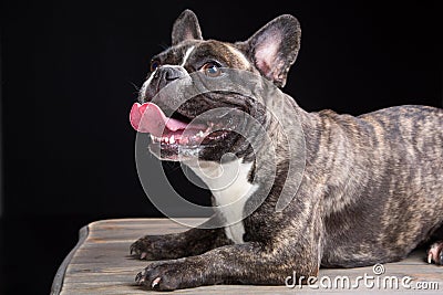 Smiling French bulldog of tiger color on black Stock Photo