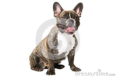 Smiling French bulldog of tiger color on isolated white Stock Photo