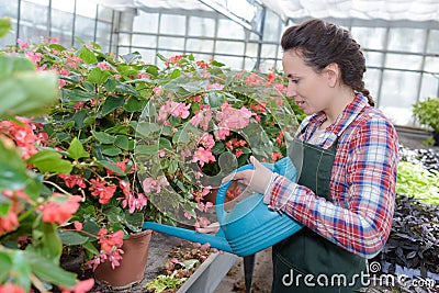 Smiling gardener watering plants nursery Stock Photo