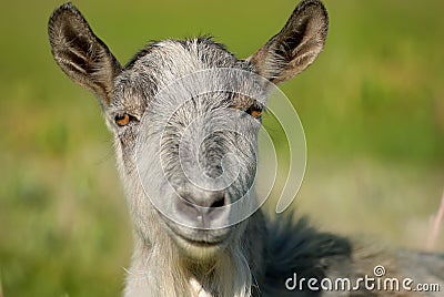 Smiling goat, capra Stock Photo