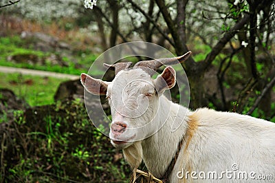 Smiling Goat Stock Photo