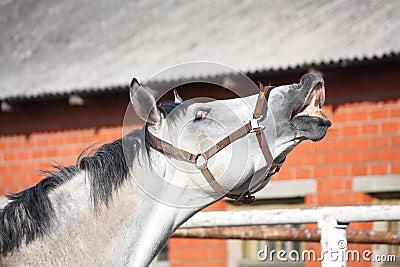 Smiling gray horse Stock Photo