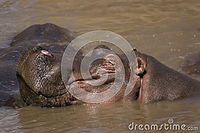 Smiling hippo Stock Photo