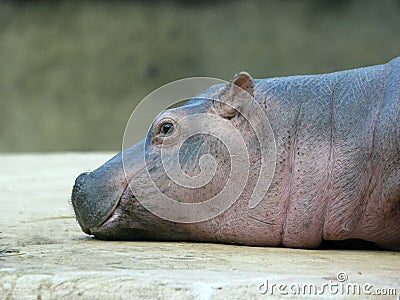 Smiling Hippo Baby Stock Photo