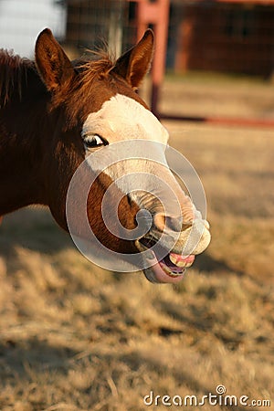 Smiling Horse Stock Photo