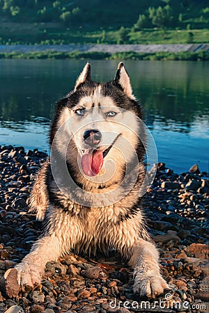 Smiling husky dog. Portrait Siberian husky with blue eyes lying on the shore against a background of blue water. Playful mood. Stock Photo