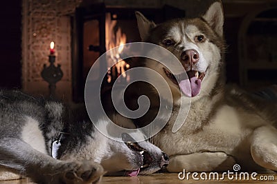 Smiling husky dog resting by burning fireplace in dark room Stock Photo