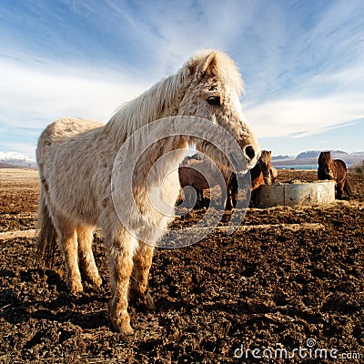 Smiling icelandic horse in a farm Stock Photo