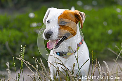 smiling Jack Russell Terrier on a background of green grass. Stock Photo