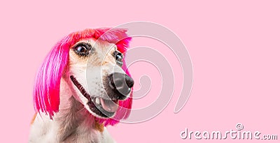 Smiling laughing trendy fashion dog in pink wig. Stock Photo