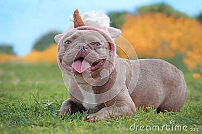 Lilac brindle colored French Bulldog dog with funny pink unicorn hat lying on ground in ront of blurry orange spring flower backg Stock Photo