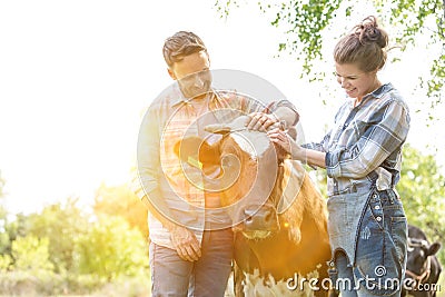 Smiling man and woman standing with cow at farm and yellow lens flare in background Stock Photo