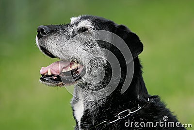 Smiling older dog Stock Photo