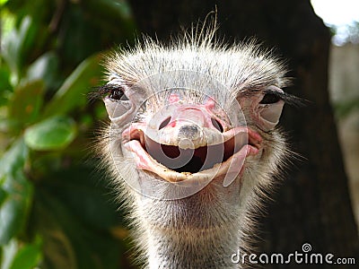 Smiling Ostrich Stock Photo