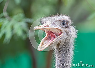 A Smiling ostrich in field Stock Photo